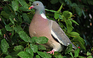 Wood-Pigeon (Columba palumbus)